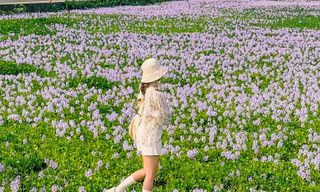 Ngắm cánh đồng bèo tây tím đẹp hút hồn tại Hà Nội 