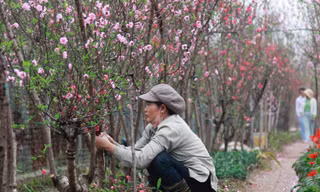 Hà Nội: Đào nở sớm, người trồng đào nguy cơ 'không có Tết'