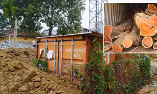 Số phận hẩm hiu của cây sưa 'trăm tỷ' 4 lần đấu giá vẫn 'ế khách' ở Hà Nội