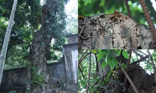 Cây sưa "dát vàng" ở Hà Nội đang... chết dần chết mòn