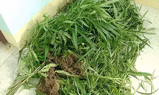 Cây cần sa