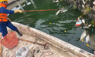 Vì sao tiếp tục xuất hiện cá chết tại hồ Tây?