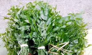 Rau ngót 200.000 đồng/kg khiến ai cũng sửng sốt