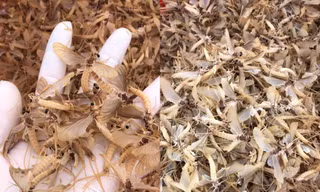 Côn trùng lạ được ví như đặc sản 'trời ban' ở Hà Nội, khách khen ngon hơn tôm
