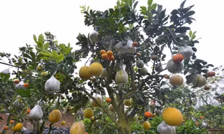 Trái cây lạ ở thị trường phía Bắc năm nay chủ yếu vẫn là các loại cây có nhiều quả. Ảnh: Ngọc Lan