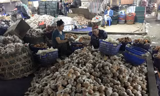 Hình ảnh cam sành Hà Giang được bọc túi nilon cùng chất bảo quản độc hại được lan truyền trên mạng xã hội