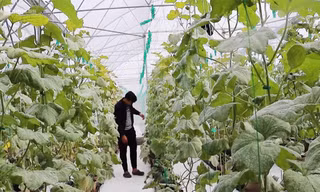Bỏ du học Mỹ, chàng trai về nước trồng dưa thu 200 triệu mỗi tháng
