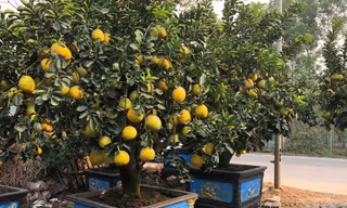 'Ôm' vườn bưởi Tết tiền tỷ, dân buôn vẫn lo nơm nớp