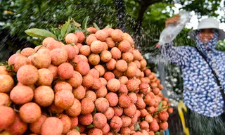 Vải thiều 15.000 đồng/kg 'đổ bộ' xuống đường phố Hà Nội