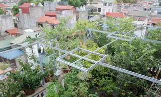 Nằm trong một con hẻm ở quận Ba Đình (Hà Nội), nhà ông Trương Văn Vũ - bà Trần Bích Liên thu hút từ xa bởi màu xanh xuất hiện khắp ban công và trên mái. Nhìn từ trên cao, phần mái xanh của tầng 6-7 nổi bật giữa rừng mái tôn xanh đỏ xung quanh