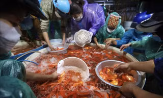 Ngày ông Công ông Táo, thực phẩm tăng giá chóng mặt