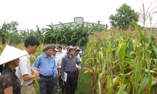 5 giống ngô công nghệ sinh học cho hiệu quả cao