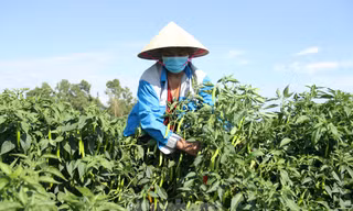 Nông dân Đà Nẵng 'cay mắt' dù đón một vụ ớt được mùa