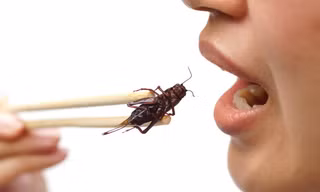 Ăn dế có thể tác động tích cực đến đường ruột, giảm viêm và ung thư.