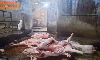 “Lên đời” heo chết ôi thối rồi tuồn ra thị trường