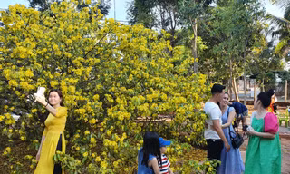 Cây mai vàng 'khủng' ở Đồng Nai trổ bông rực rỡ đón khách du xuân