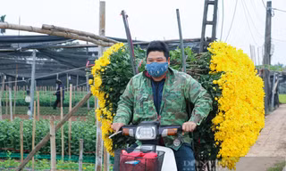 Làng hoa Tây Tựu 'cháy' hàng dịp Tết Dương lịch 2022