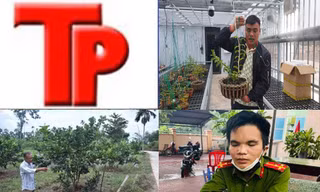 Bản tin Hình sự: Mất mạng vì ăn trộm bưởi của người đàn ông 60 tuổi
