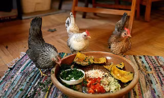 Tranh cãi chuyện người đàn ông đối mặt án tù vì nuôi gà trong chung cư 