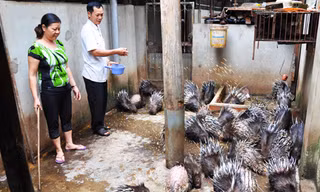 Chiêu thoát khó của Êm “Bảy Món”