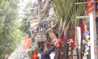 Mía lộc nguyên lá 'đổ bộ' xuống phố Hà Nội chờ đón Giao thừa