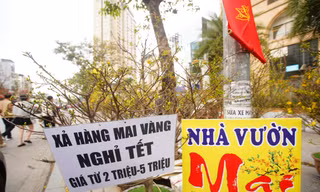 Hà Nội: Mai vàng ế ẩm, tiểu thương giảm giá, xả hàng sớm