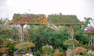 'Thủ phủ' hoa giấy miền Bắc rực rỡ khoe sắc, nhộn nhịp đón Tết