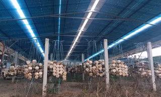 Bên trong dự án trồng nấm kết hợp lắt đặt điện mặt trời