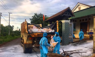 Tiêu hủy đàn gia cầm bị cúm A/H5N6
