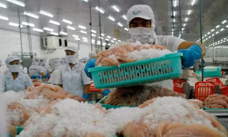 Cá tra Việt sang Mỹ giá 5 USD/kg, cao nhất từ đầu năm đến nay 
