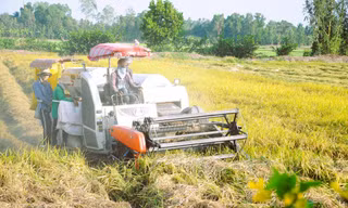 Hậu Giang đăng cai Festival lúa gạo Việt Nam năm nay 