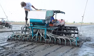 Xuống giống đề án 1 triệu ha lúa chất lượng cao, phát thải thấp