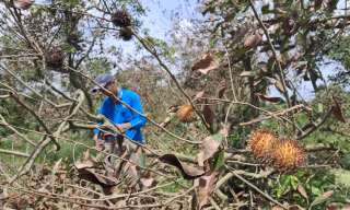 Cây ăn trái chết hàng loạt ở Vĩnh Long, lãnh đạo huyện chỉ đạo khẩn