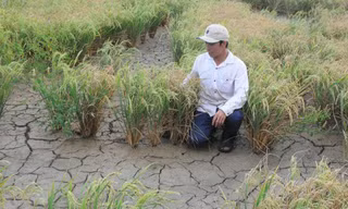 Hạn, mặn ở ĐBSCL có thể tương đương mùa khô lịch sử 2015-2016