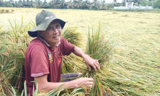 1.700 ha lúa sắp thu hoạch bị đổ ngã do mưa