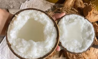 Công bố bảo tàng dừa sáp ở Trà Vinh có số vốn trên 13 tỷ đồng