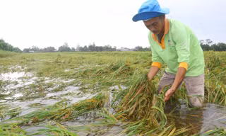 Xót xa cảnh lúa chín chìm trong nước ở ĐBSCL