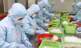 Xuất khẩu tôm sang Hàn Quốc gặp khó bởi phí hạn ngạch gần bằng thuế 