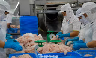 Cá tra Việt Nam bán cho Trung Quốc nhiều nhất