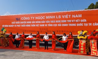 Cần Thơ xuất khẩu 18 tấn sầu riêng chính ngạch đầu tiên sang Trung Quốc
