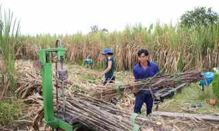 Thu hoạch mía ở Hậu Giang. Ảnh: Cảnh Kỳ