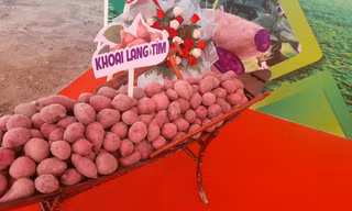 Thủ phủ khoai lang xuất khẩu chính ngạch lô hàng đầu tiên sang Trung Quốc 