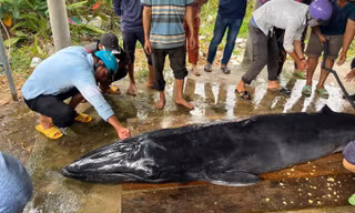 Cá ông nặng 300kg dạt vào bờ biển Trà Vinh