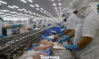 Xuất khẩu cá tra tăng mạnh