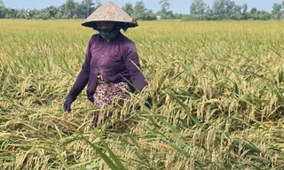 Hơn 2.000 ha lúa, rau màu bị thiệt hại do mưa, giông lốc