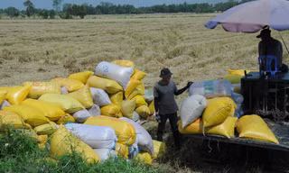 Khổ như nông dân bị cò 'ép giá' lúa 