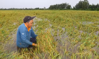 Xót xa cánh đồng lúa chín ở Hậu Giang ngập trong nước