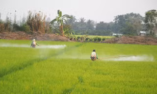 Dùng thuốc bảo vệ thực vật an toàn, hiệu quả để bảo vệ sức khỏe và môi trường