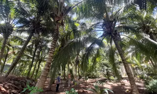 Lãnh đạo Trà Vinh chỉ đạo khẩn khống chế sâu gây hại cây chủ lực
