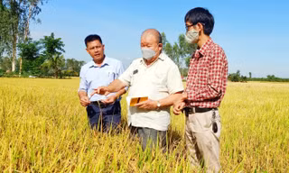 Giáo sư Võ Tòng Xuân đóng góp vô giá cho vựa lúa miền Tây